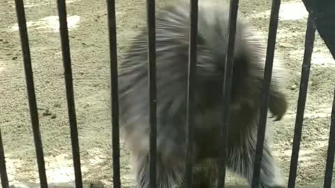 Funny hedgehog is dansing in zoo