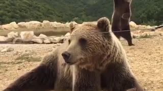 Dancing bear!