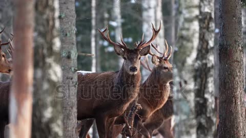 Red deer in winter forest. wildlife, Protection of Nature. Raising deer in their natural environment