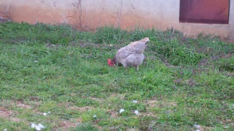 quite redneck chicken time 3/9/21