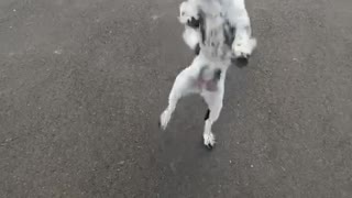 Dog catches treatos