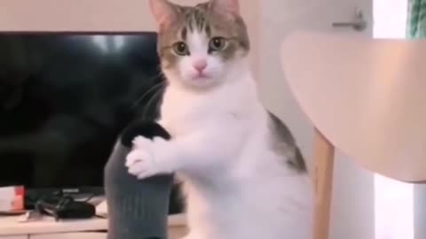 Very funny videos of cute baby cat.😲😲