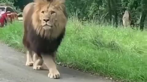 An Alpha Male LION 🦁🦁🦁🦁 looks stunning