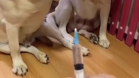 ×You will get STOMACH ACHE FROM LAUGHING SO HARD🐶Funny Dog Videos
