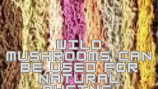 Colorful Creations: Exploring Mushroom Dyes 🌈🍄Unveil the vibrant world of mushroom dyes