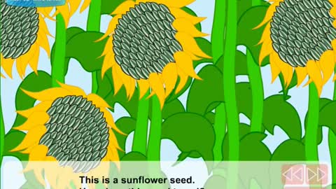 How do seeds travel Video Lesson