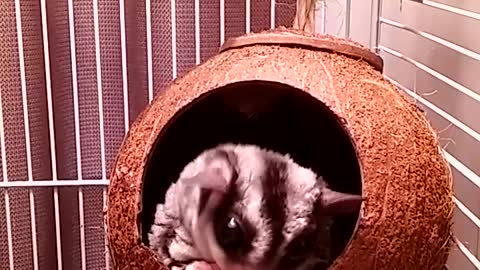 Sweetpea Sugarglider enjoying her Cheese-it