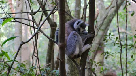 Funny monkey 🙈 sitting on the tree 🌳 videos 🤣🤣🤣