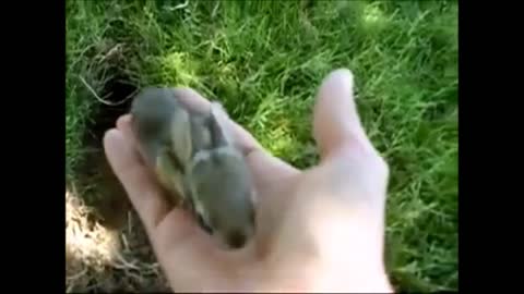 Baby Bunny Rabbits Binky - CUTEST Compilation