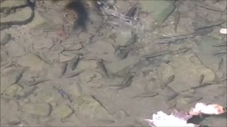 Autumn Stream Fish Swimming in Natural Habitat Nature's Aquarium Colorful Leaves Floating on Water