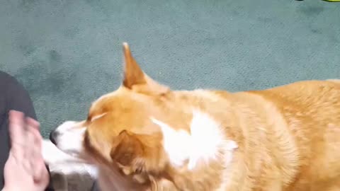 Corgi High Fives