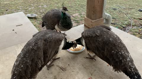 Peacocks Enjoying Breakfast on a Snowy Morning