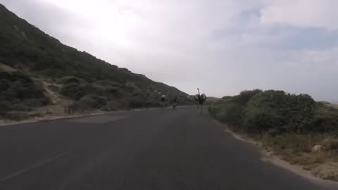 Cyclists chased by an ostrich