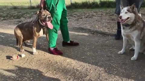 Pitbull Owner Called Out Over Agressive Pitbull Returns with Machete🐶 To Dog Park