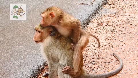 OMG Big Stronger Mating monkey