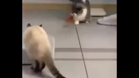 funny cats00