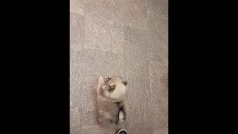 little cute dog on mirror for the first time