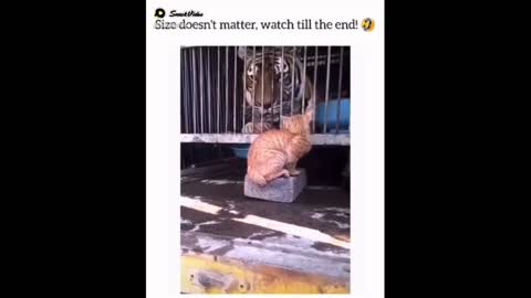 Cat and lion fani video