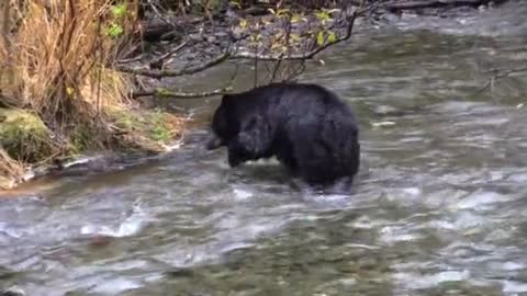 black bear in the river