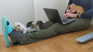 Working From Home With a Litter of Kittens