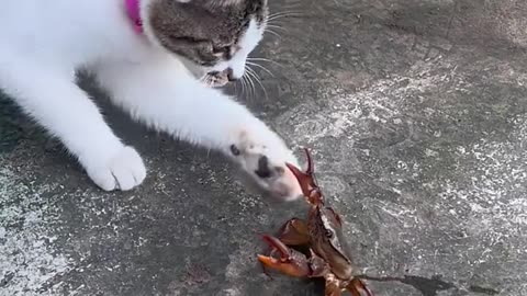 CAT VS CRAB FUNNY VIDEOS