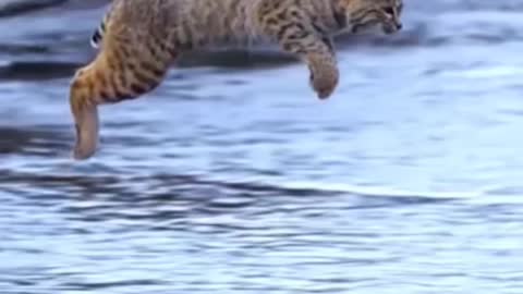 Tiger Pub Jump | Viral Animals Video Clip | Funny Animals YouTube