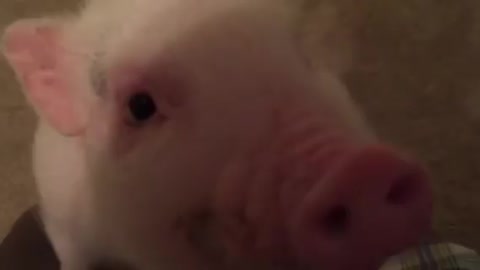 Pickle the Mini Pig brushes teeth before bed