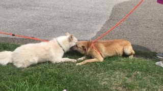 #47 female white husky #45 male golden lab April2022