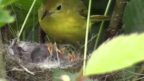 daily life of tiny bird feeding chicks