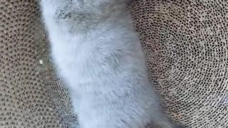 There is a cat who likes to sleep late