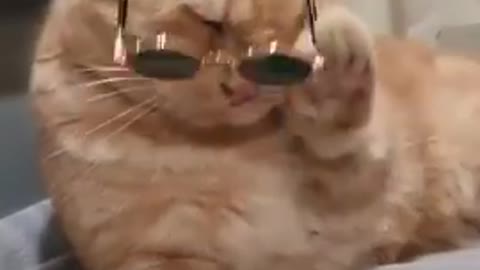 Cats funny videos 😂😂