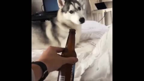 Dog scared of a bottle