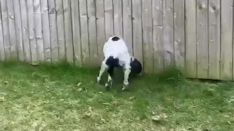 Dog is so excited by sniffing she hits her sides with her tail