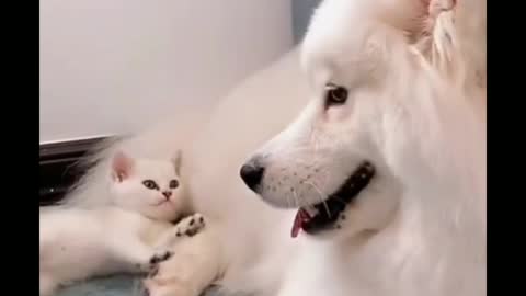 Cute dog and cat playing like brothers