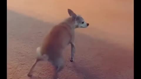 Funny dog twerking2