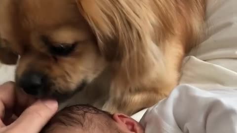 Sweet Doggy Preciously Licks Newborn Baby Girl