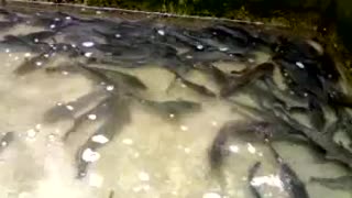 Catfish in Concrete Pond