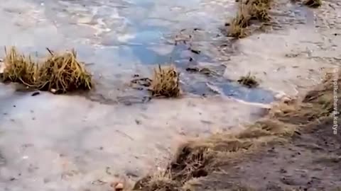 WATCH : Rescued Dog Who Had Fallen Through Thin Ice!