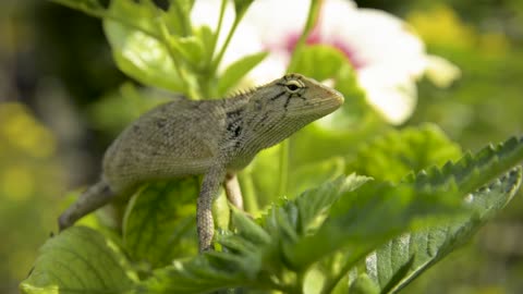 Pretty animals and grass