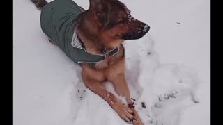 Virgil plays in snow!