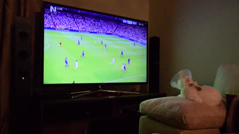Sports-loving cat watches soccer game