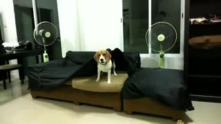 Beagle hiding under sofa cover