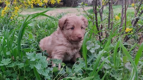 A Cute Puppy Dog Sitting In A Garden