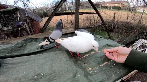 Pigeons and Chickens make great Pets!