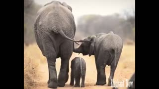An Elephant Small walks in The Middle Of His Family