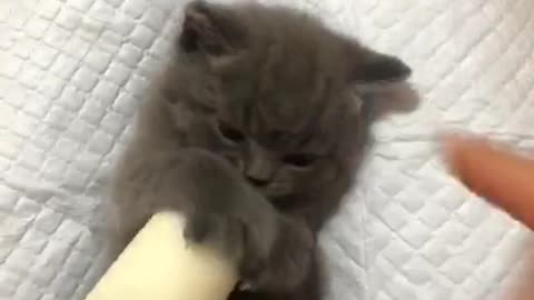 kitten drinking milk