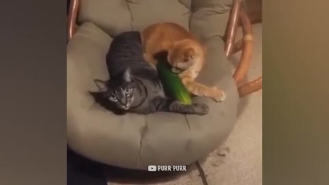 Cucumbers Are Cat's Enemy - Funny Pet Reaction |