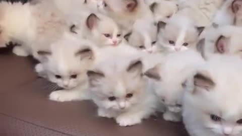 How Many Kittens? 😍 Guess?