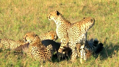 A Cheetah Hunting Animals