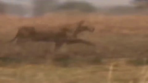 Wildlife Brave Giraffe Kick Five Lion To Save Baby - Power of LION In The Animal World But FAIL